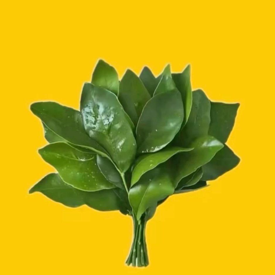 池池