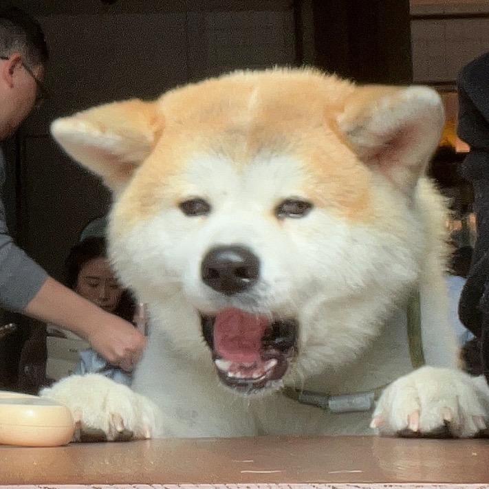 三只狗宠物优品店