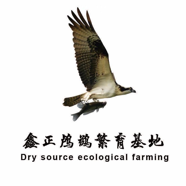 山东微山湖鸬鹚鱼鹰繁育基地