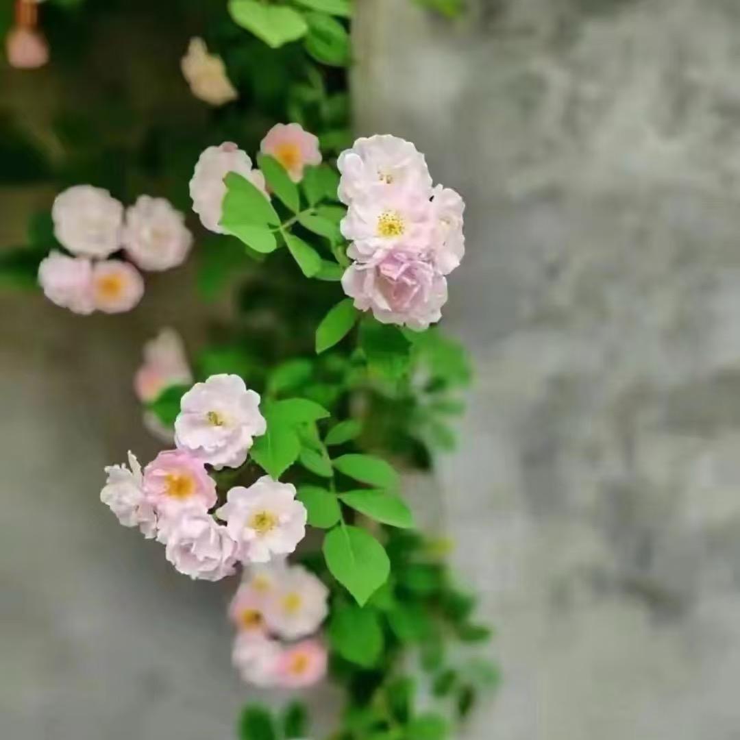 莉姐