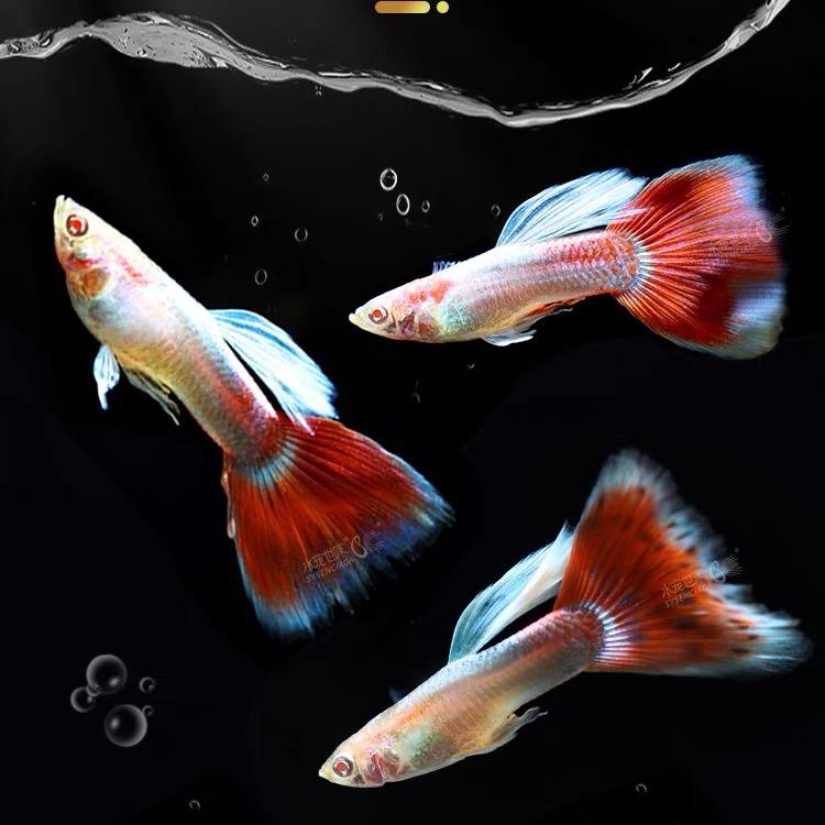 星海水族