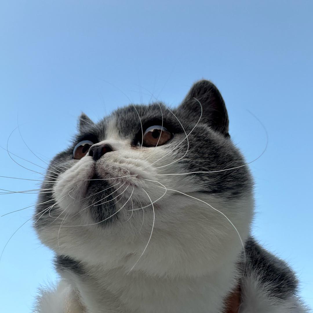 小灰灰爱自由～