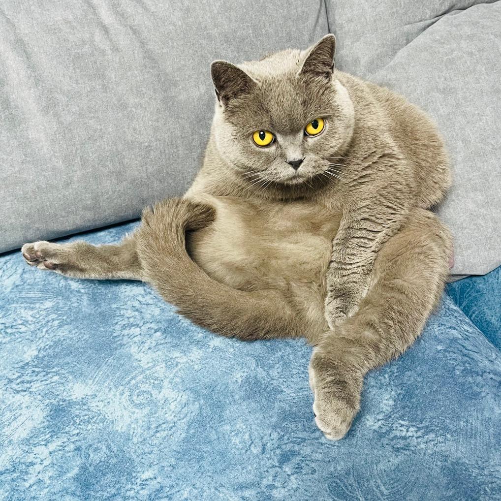 抹茶是辆猫啊