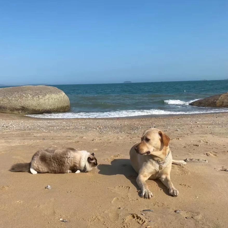 陈燕❤️🦮🐈‍⬛