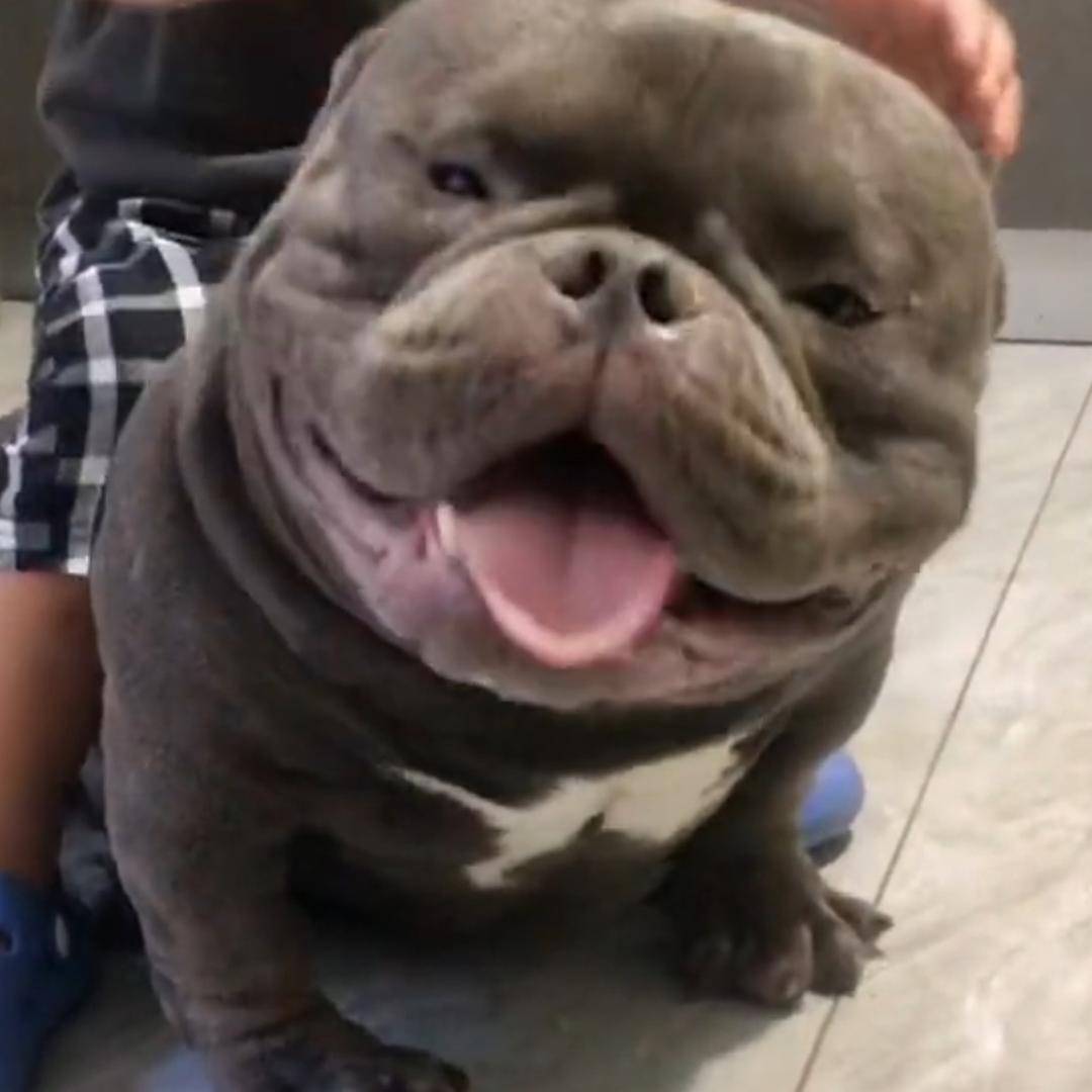 小表嫂恶霸犬