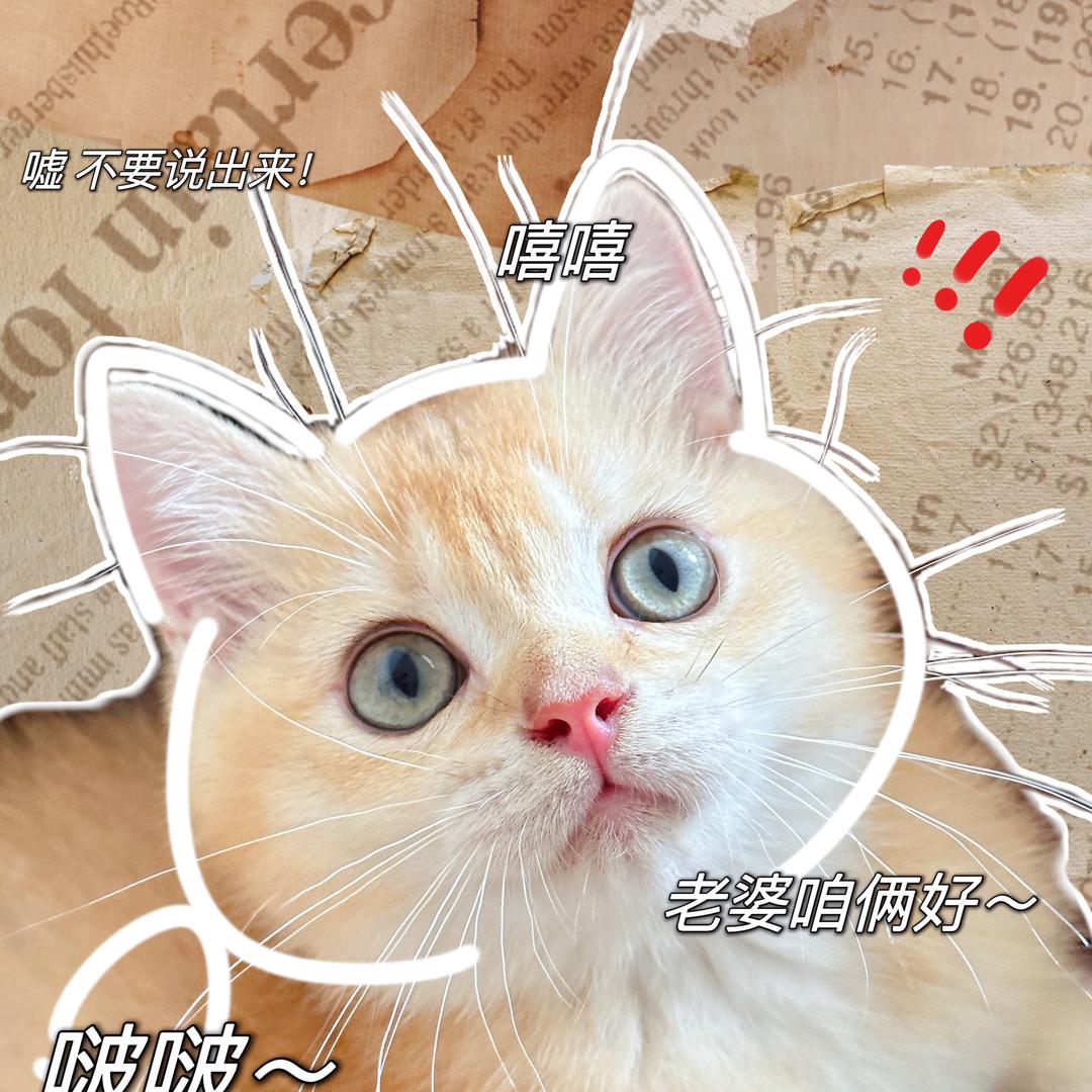 咕的猫柠