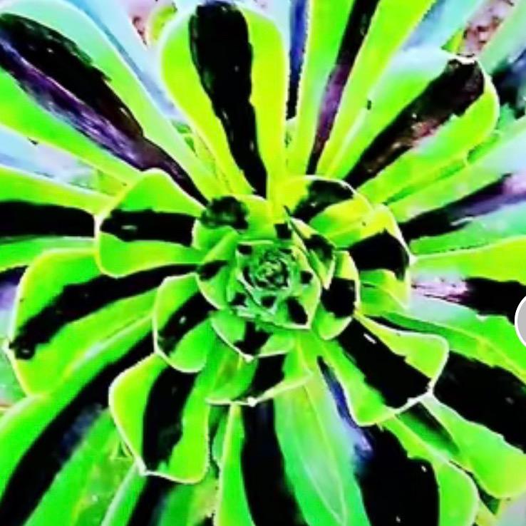 凯恩不想养法师