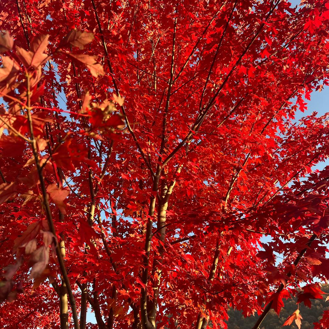 娃哈哈（首播筹备中）
