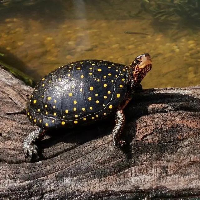 诚创龟宠养殖场