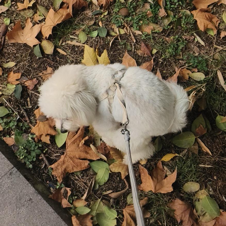云边有支羊🐏