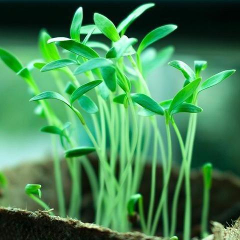 花与诗