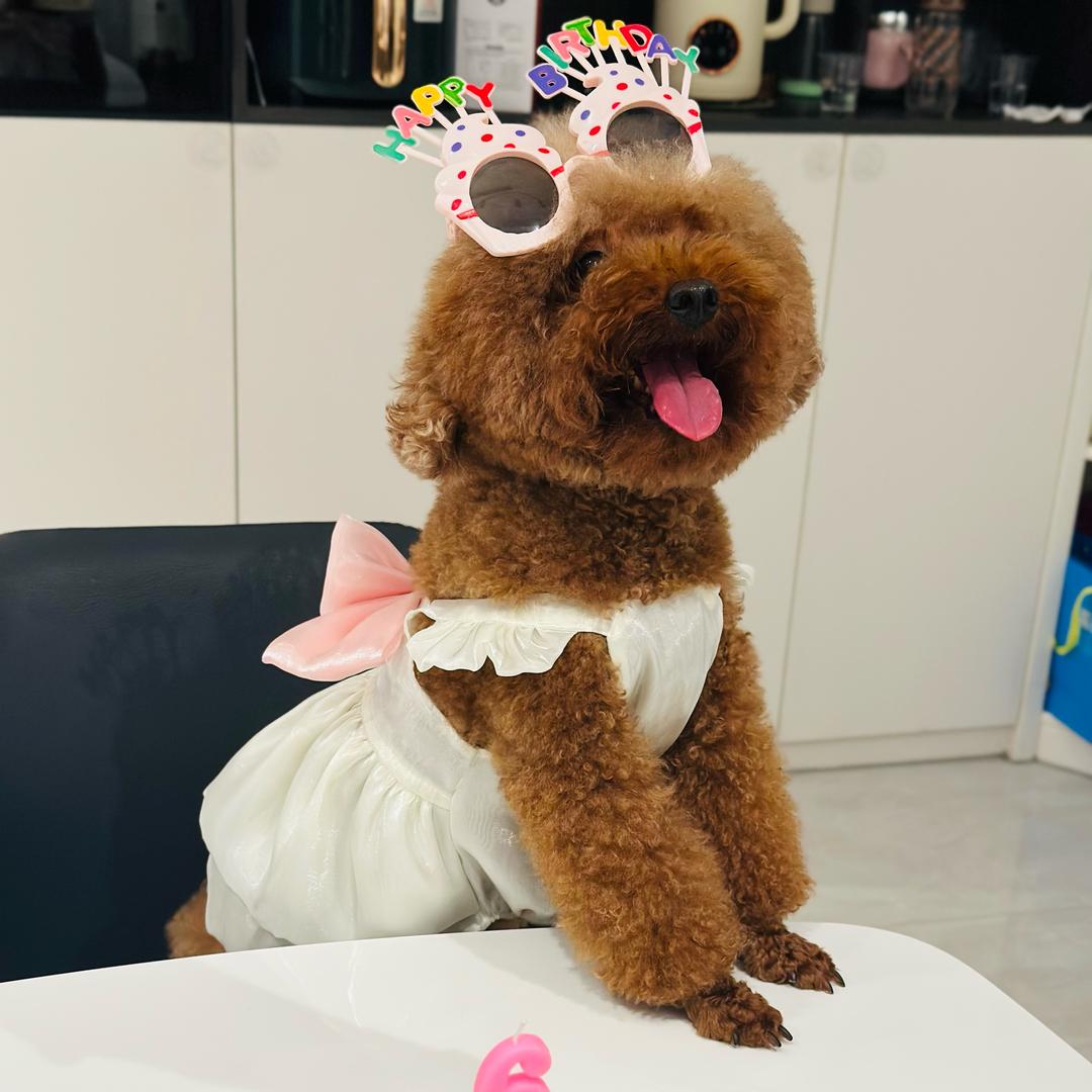 BB妞就是妞妞🐶