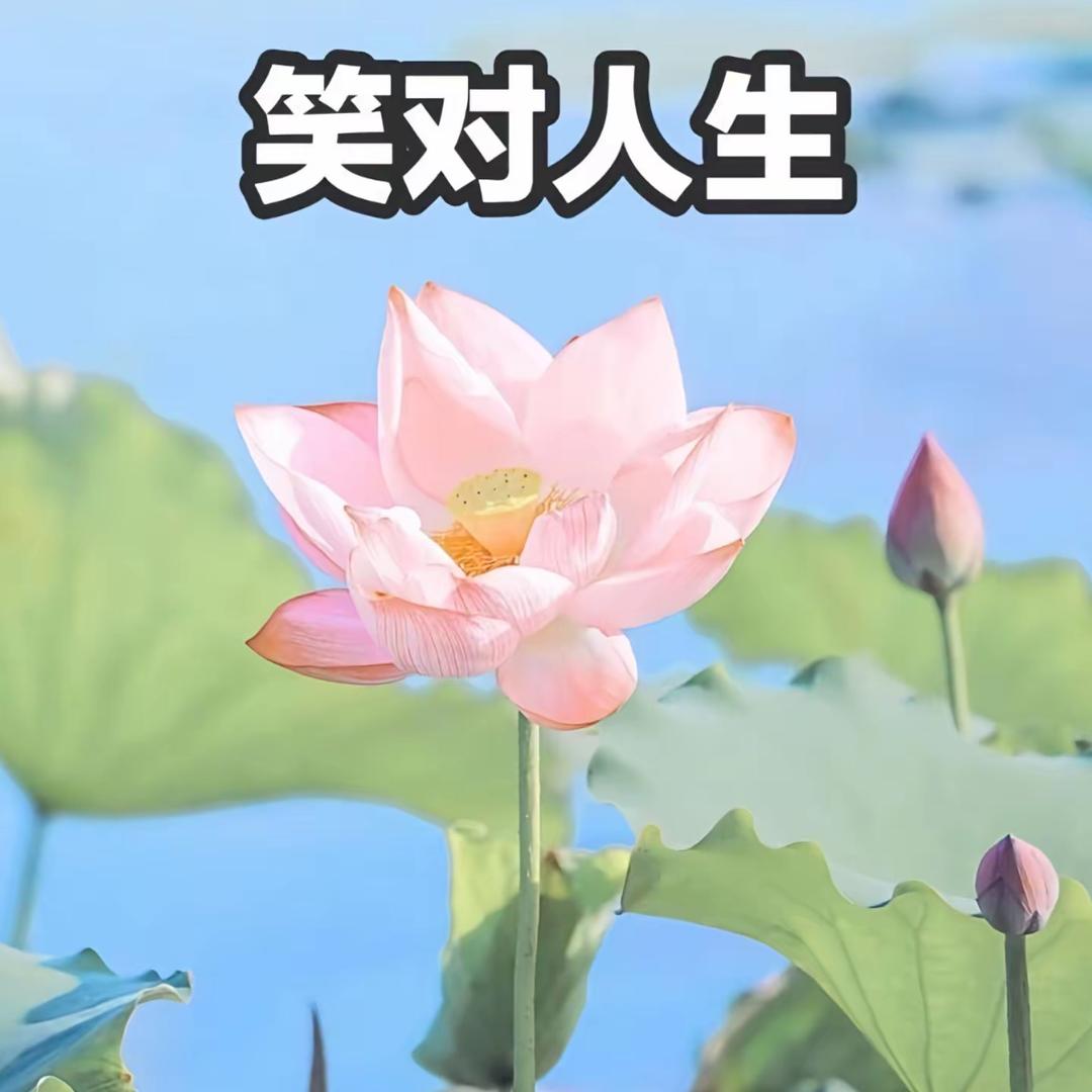 荷塘月色.