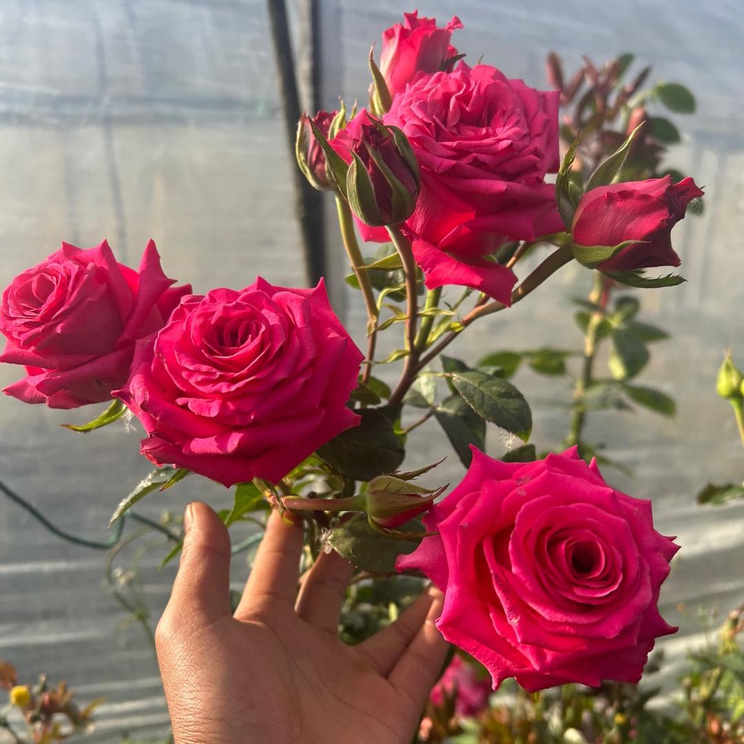 森雅花