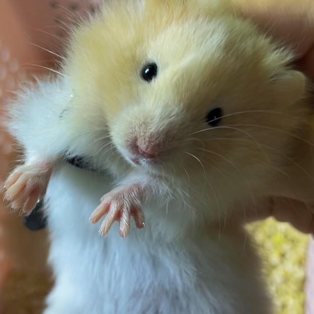薯片片🐹