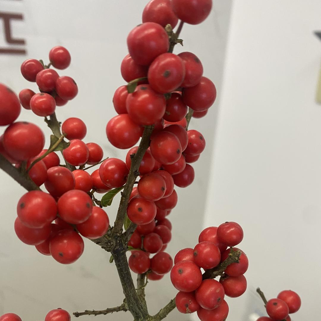 璀璨表业