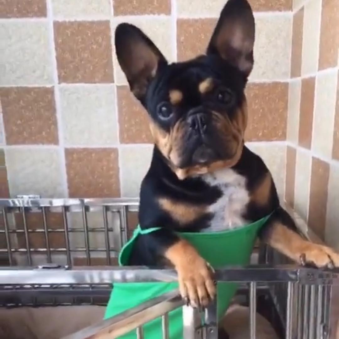 永远想你们我的宝贝宝妹和妞妞