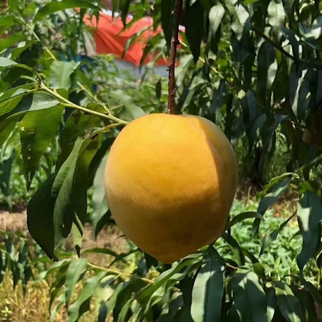 喜侬果蔬（花街仓）