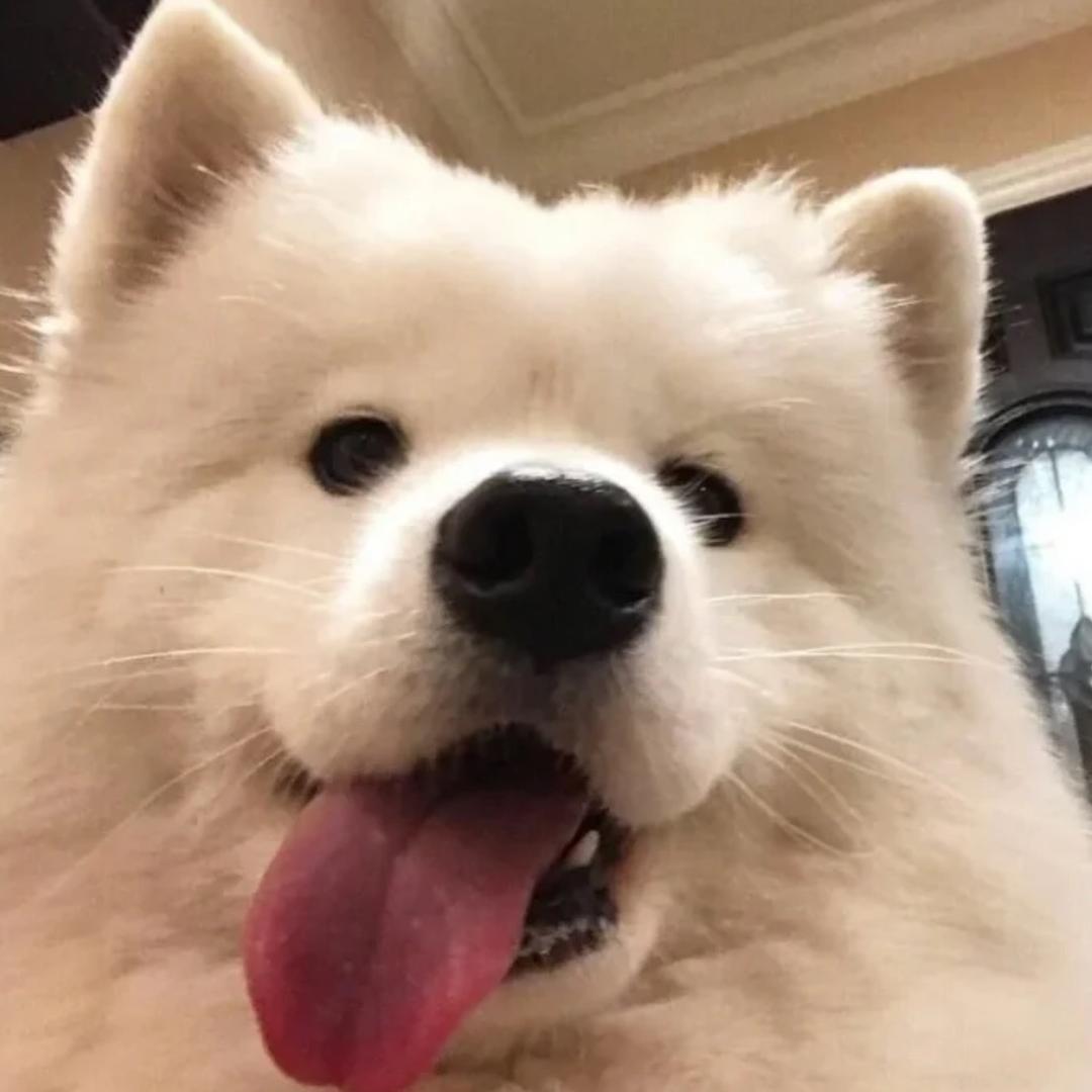 懒羊羊y