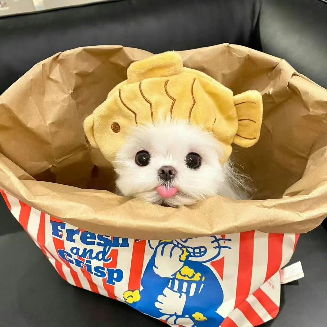 乐芋