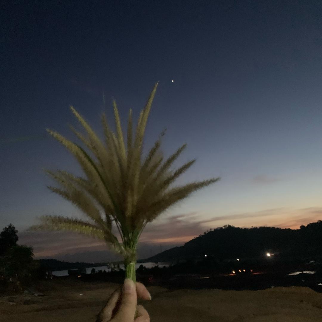 柚子🌴