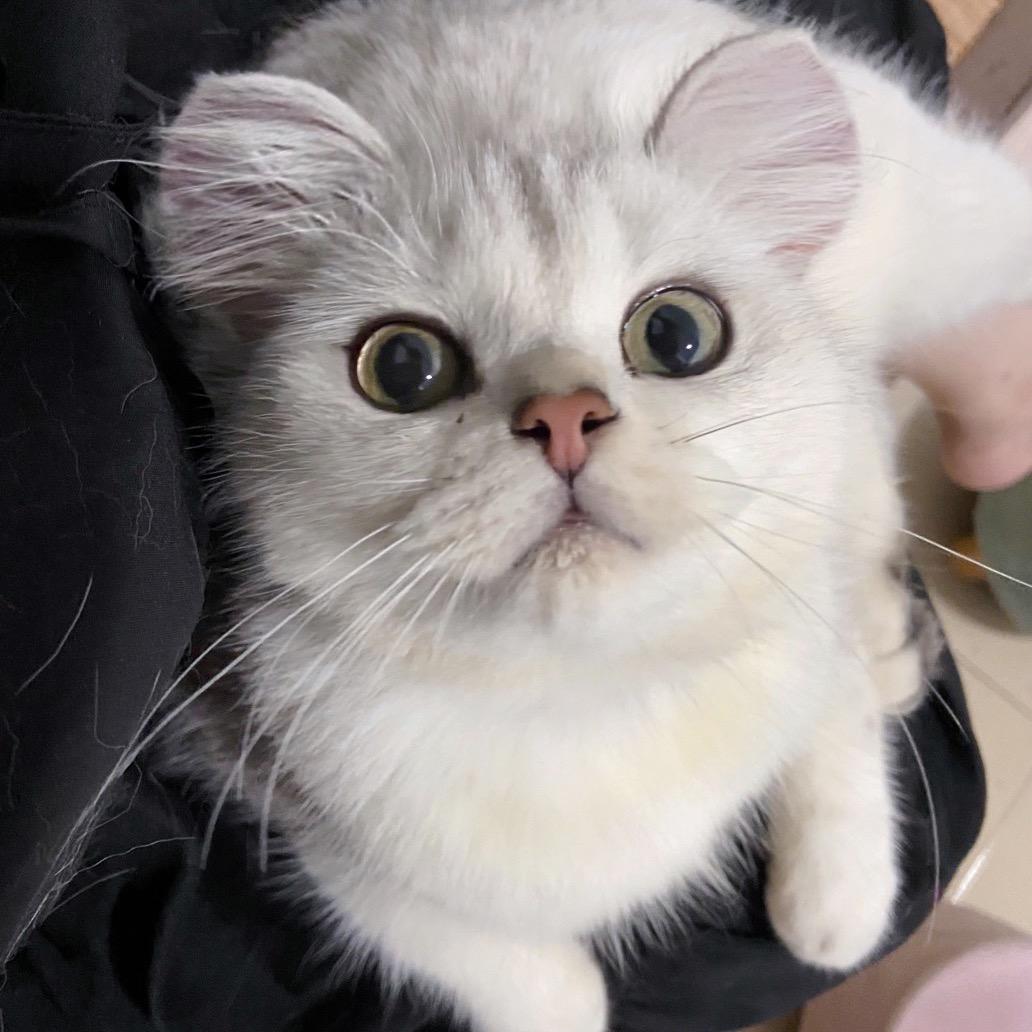 嗷嗷嗷嗷嗷润橘