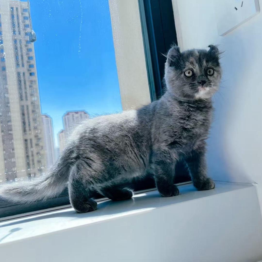 小粽子的快乐生活