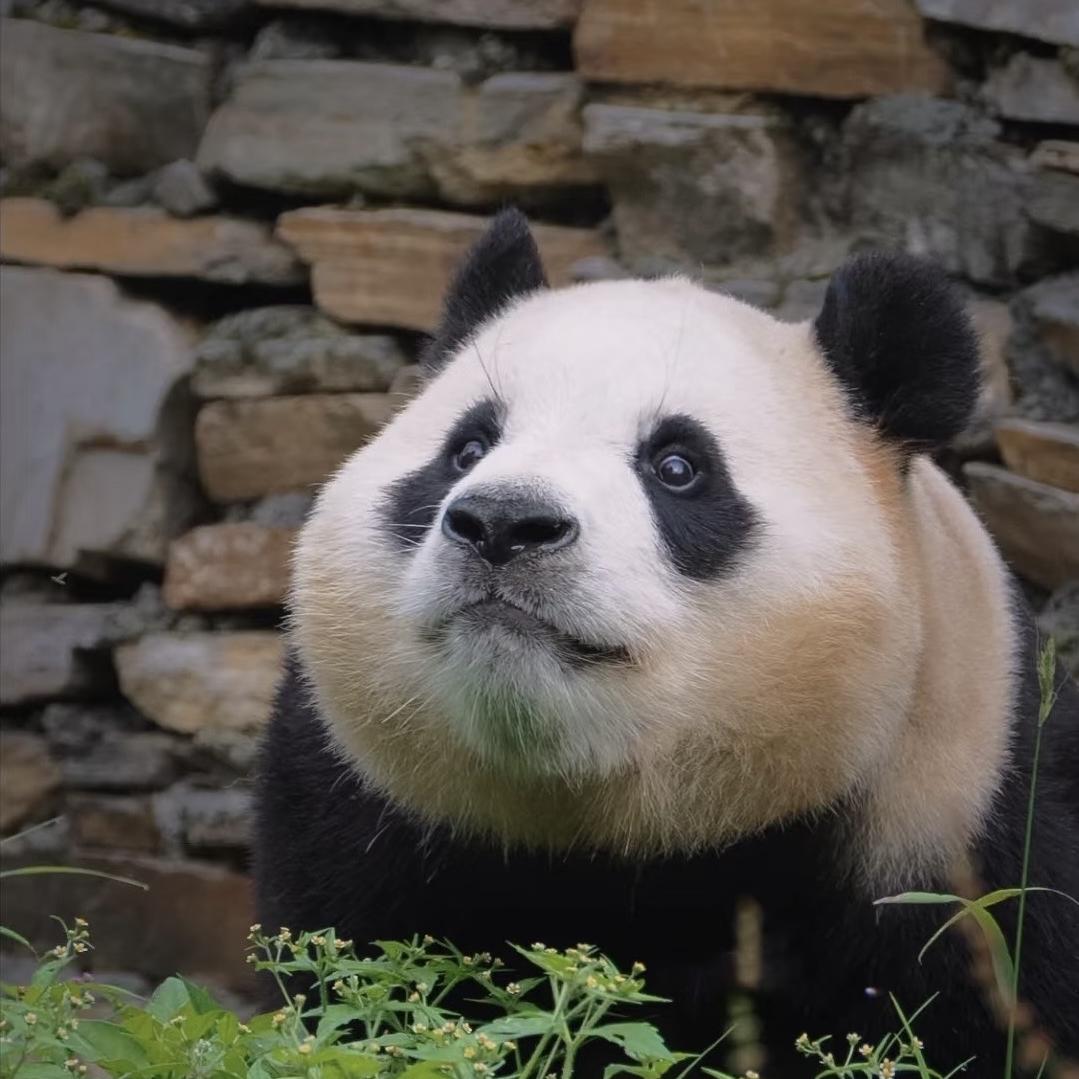 状元及第图书甄选