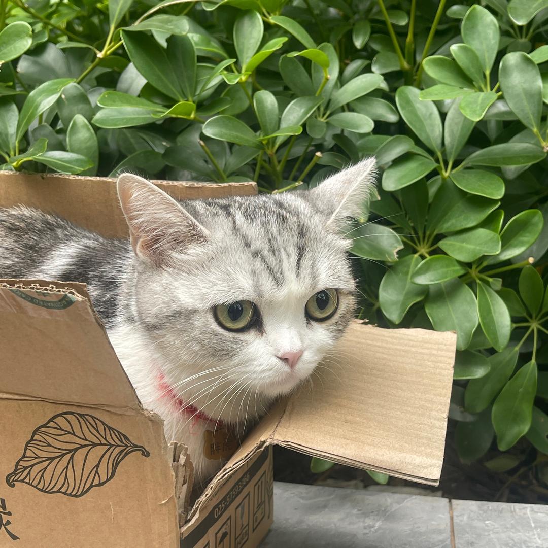 虎虎和她的主人