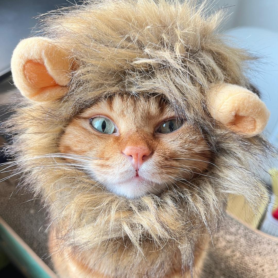 五一有猫了