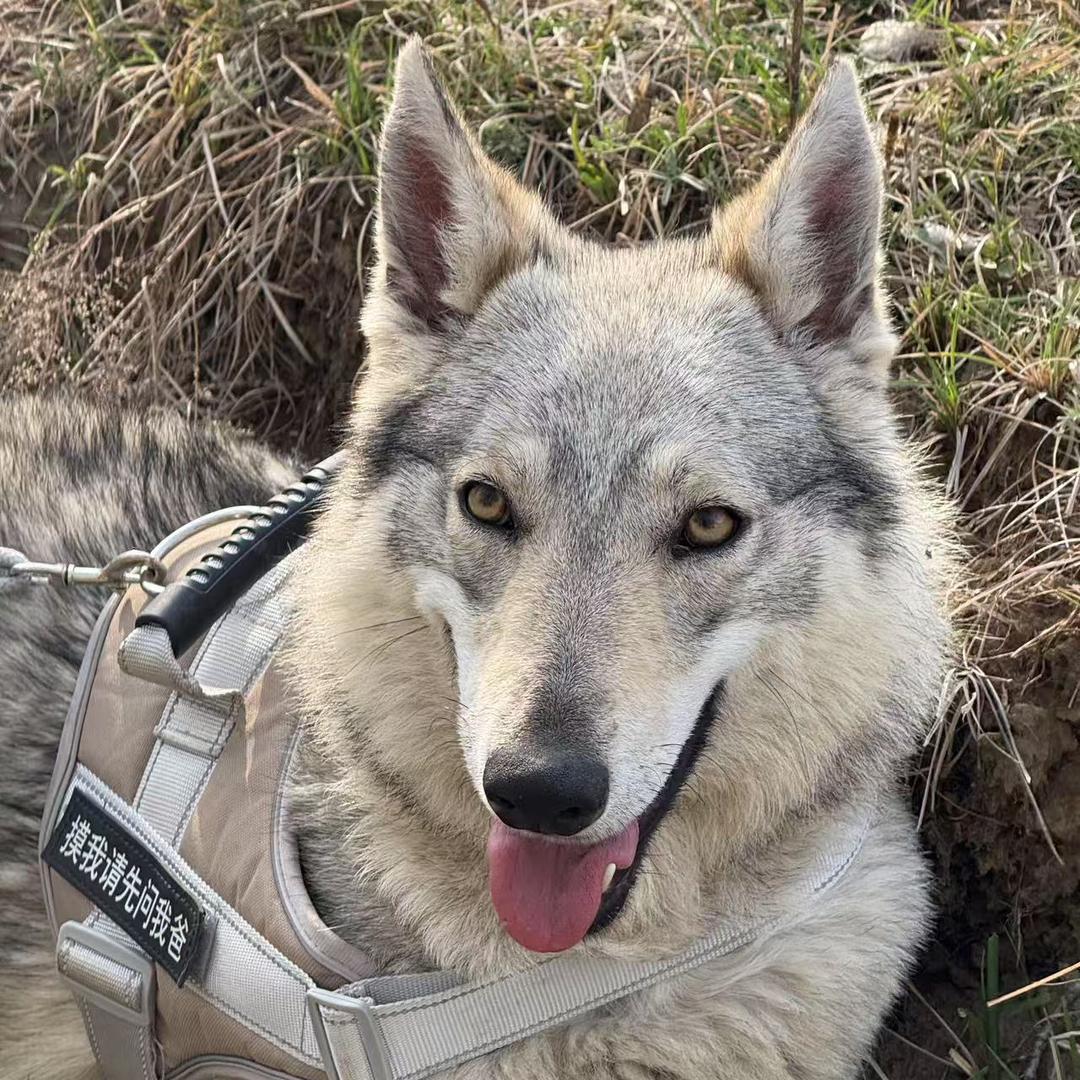 跃动•捷克狼犬