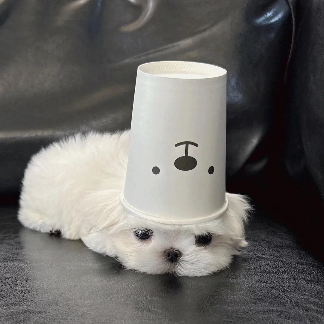 昭昭.