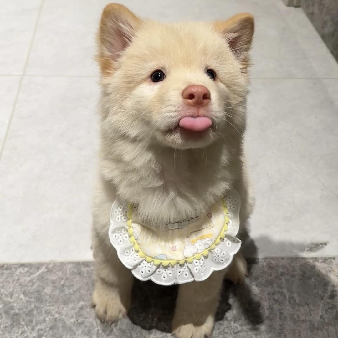 瑞瑞中华田园犬