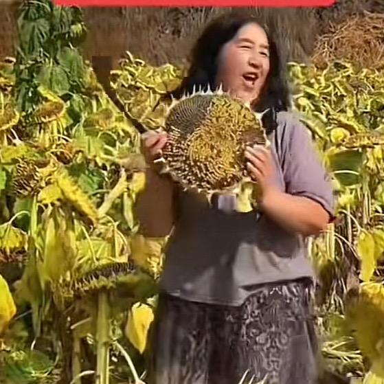 葵花老八