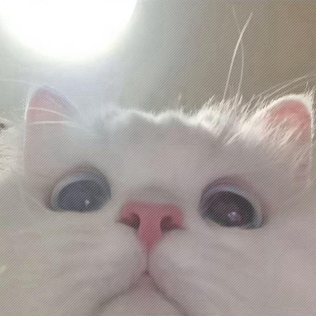 肥小宅