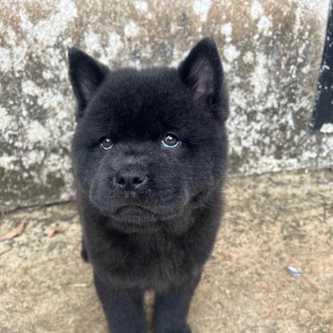 表哥淘只田园犬