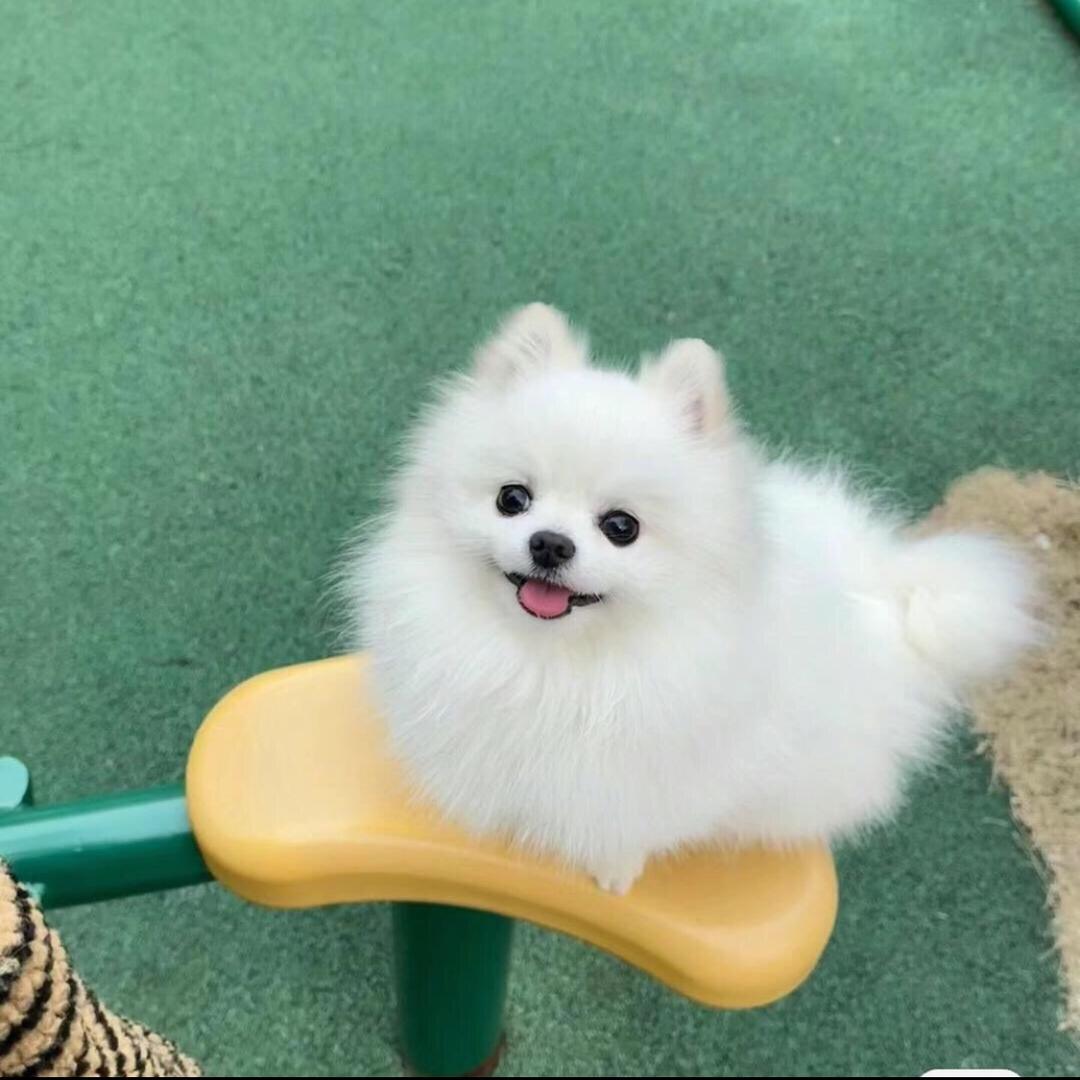 小布博美