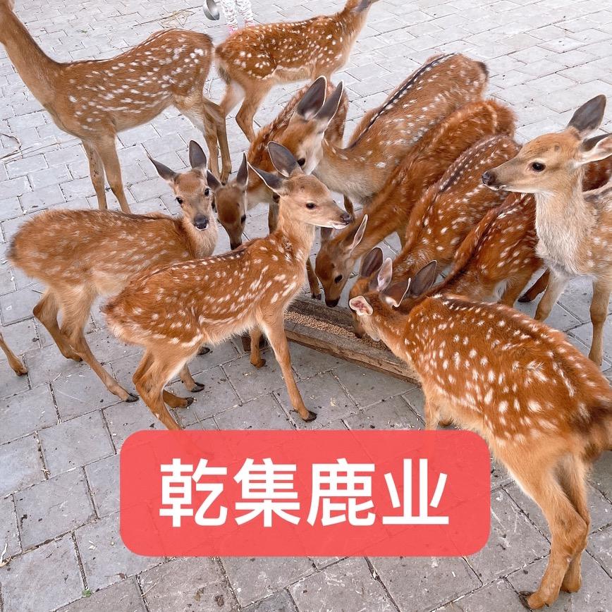 鹿之源鹿业 洋洋的鹿场