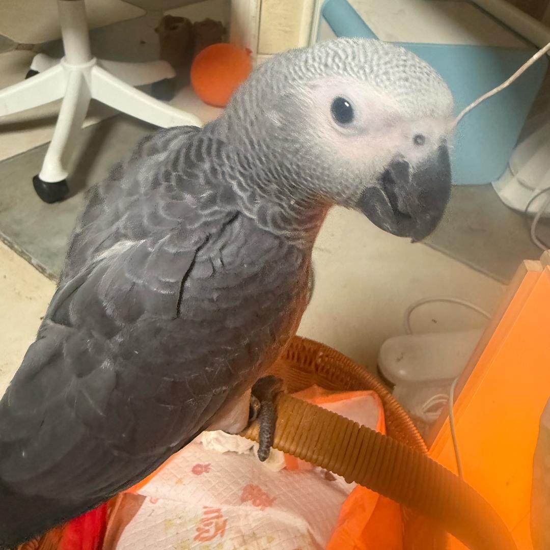 鹦鹉元宝小名渣渣灰