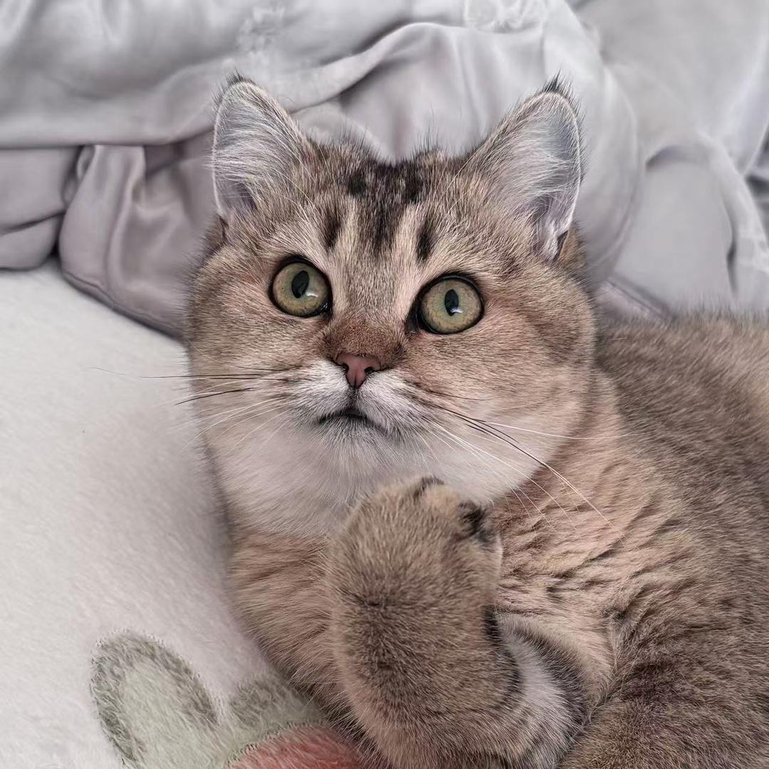 可可