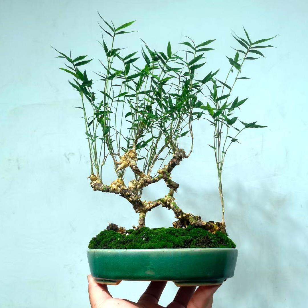 沁心花铺
