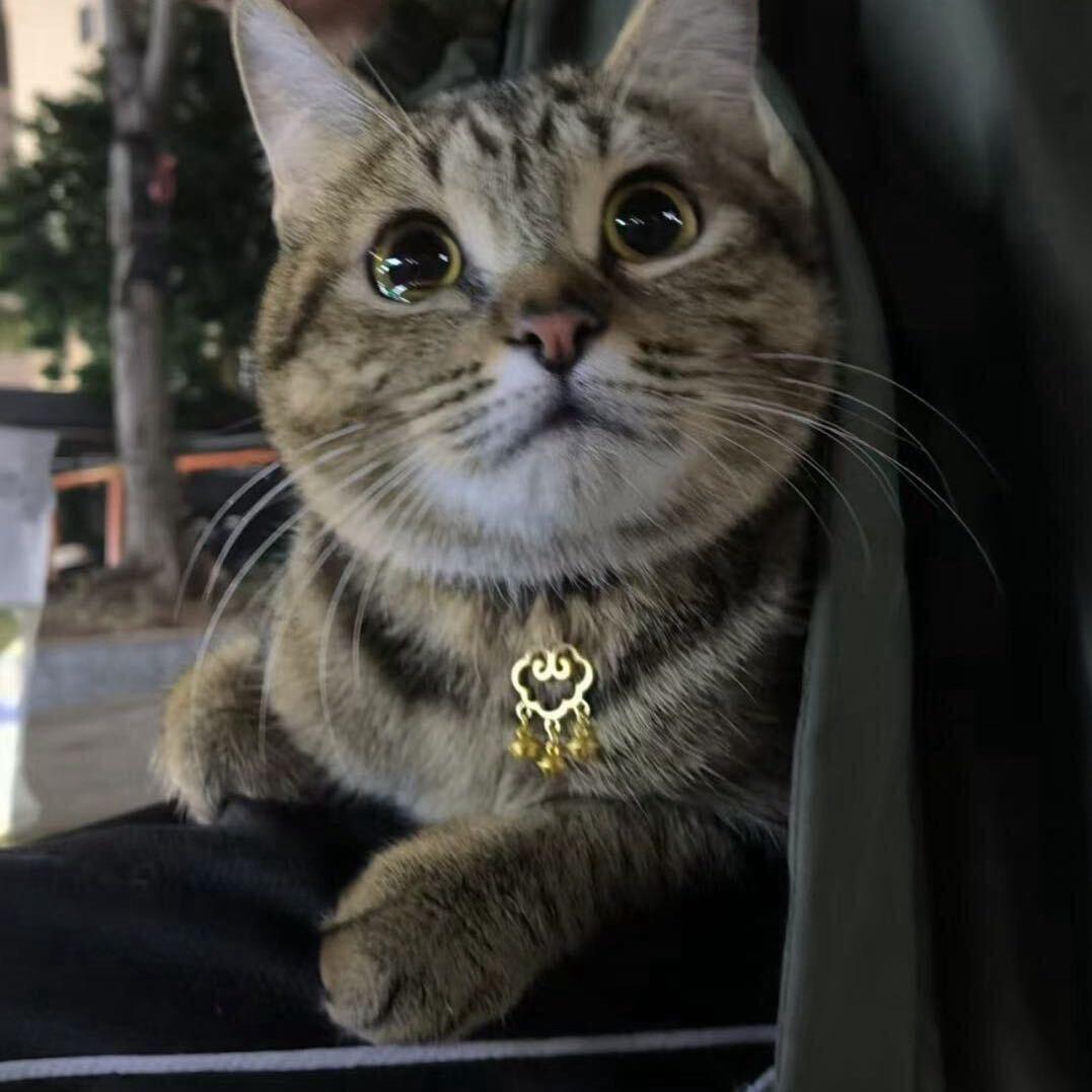 狗迷