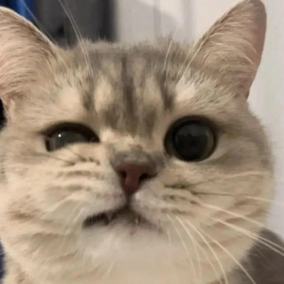 吃饱饱BomBom！！