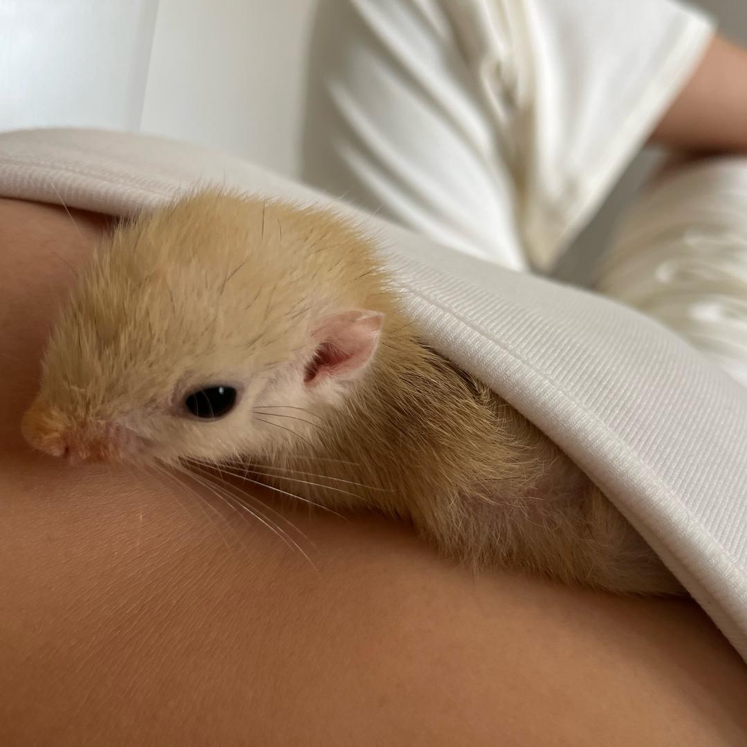 小松鼠的成长路上