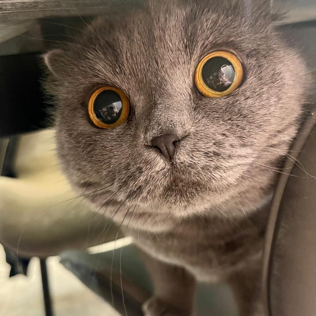 穷养小哈猫