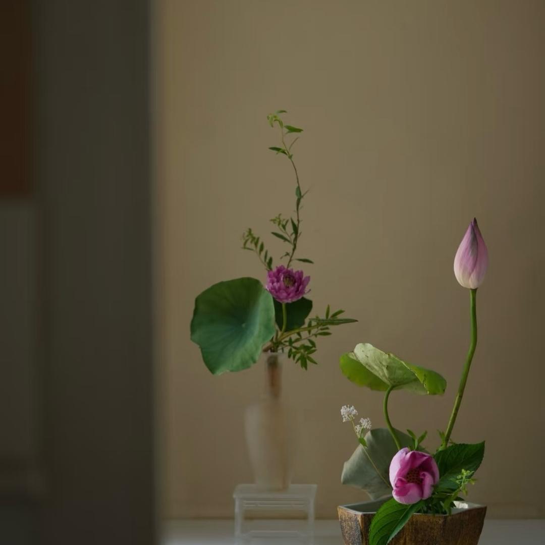 星柒柒的茶生活