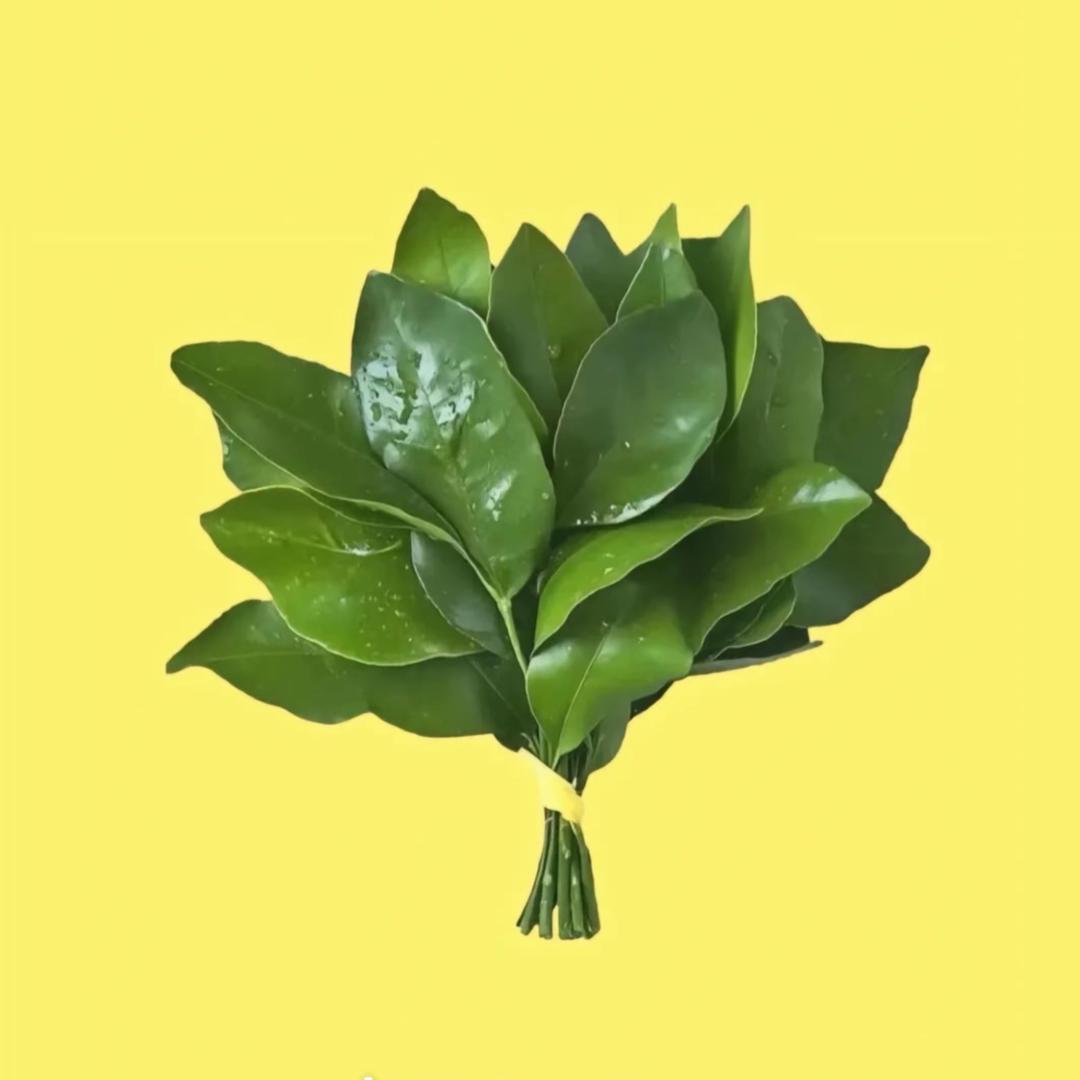 热爱唱歌的盼盼