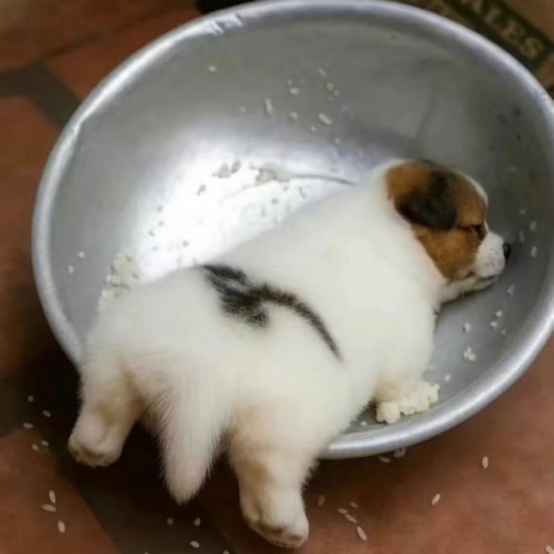 皇帝陛下小狗宝