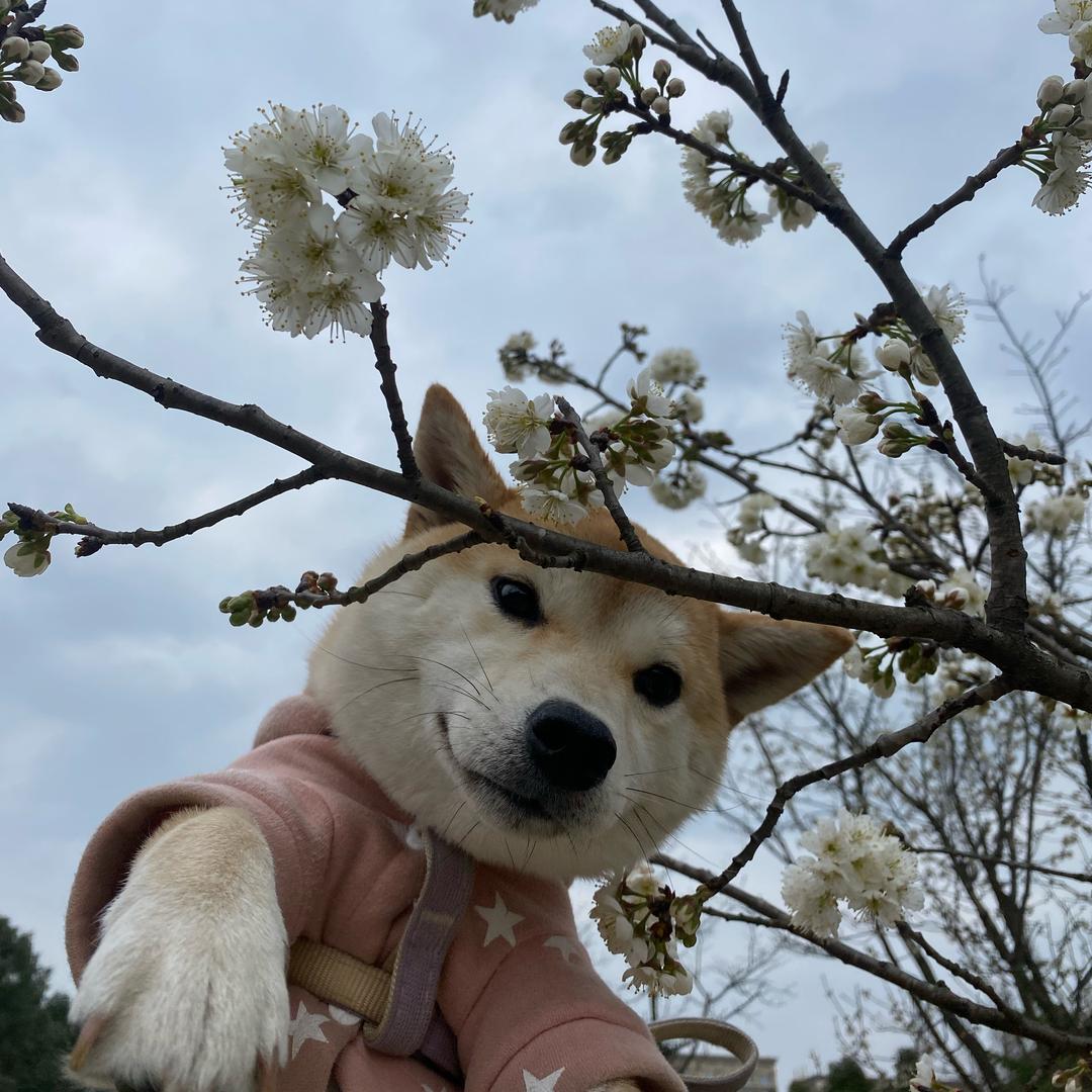 狗不理豆包