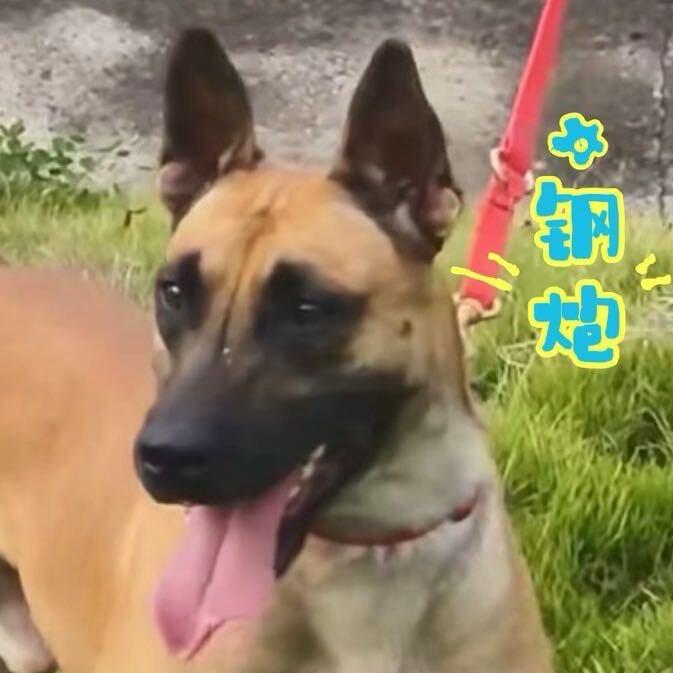 于王李马犬